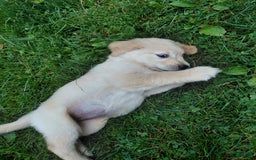 Golden Retriever dogs for sale: Prairie - Image 13