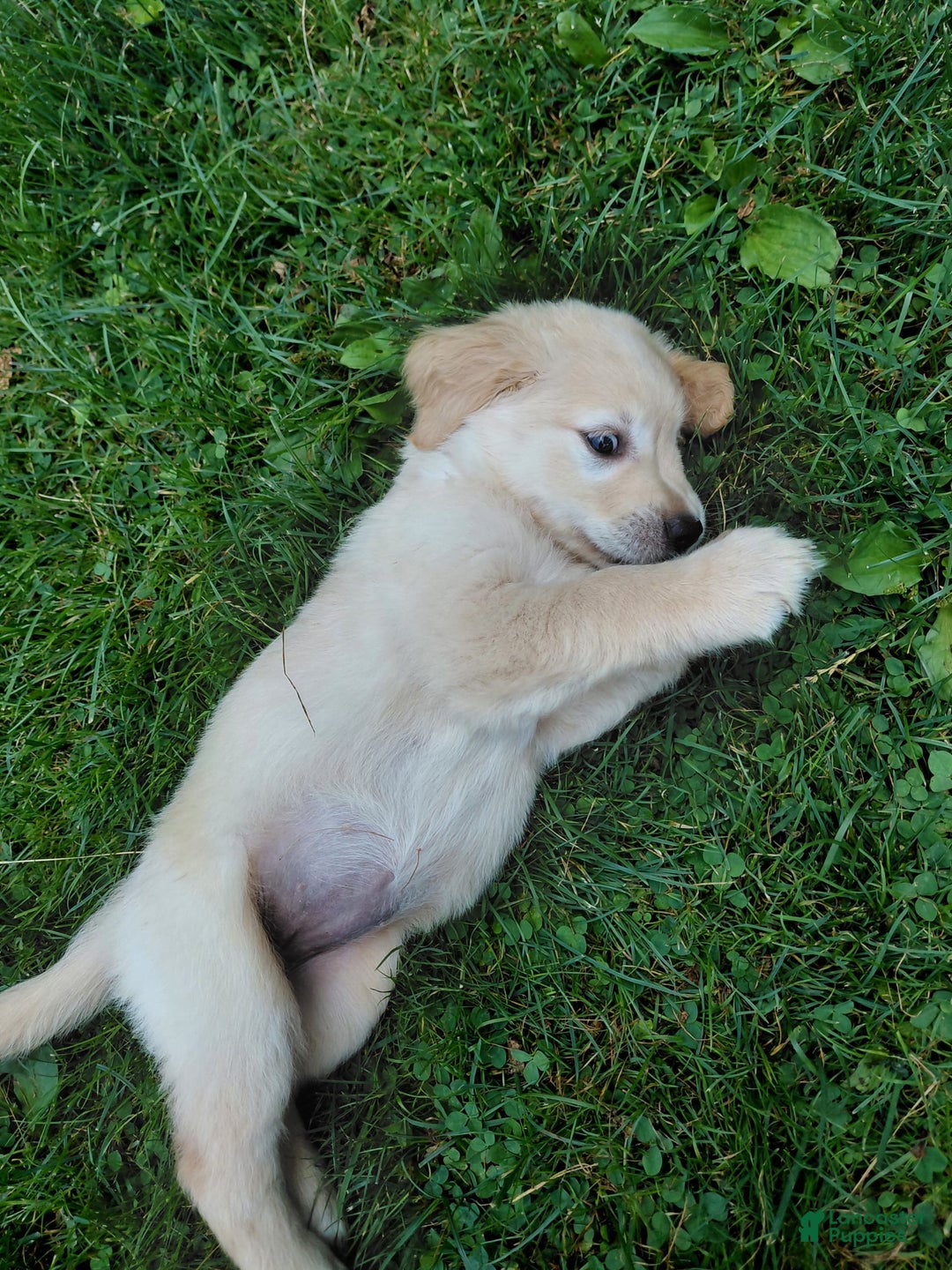 Golden Retriever dogs for sale: Prairie - Image 13
