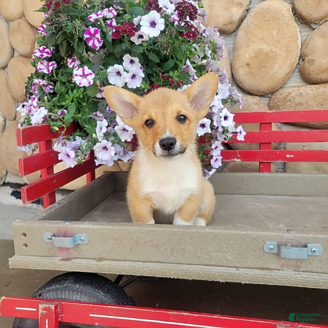 Welsh Corgi Pembroke dogs for sale: Paul - Image 4
