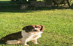 English Springer Spaniel dogs for sale: Budweiser - Image 7