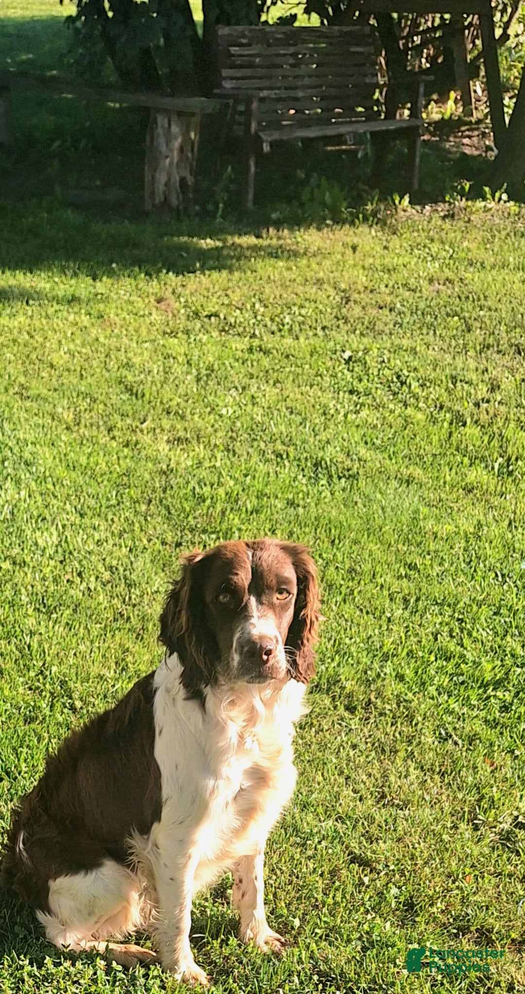 English Springer Spaniel dogs for sale: Budweiser - Image 7