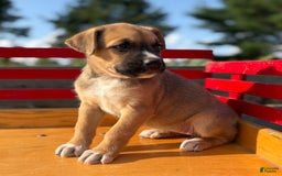 Boxer dogs for sale: Boxer 7 puppies - Image 11