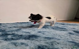 Pomeranian dogs for sale: Mili - Image 6