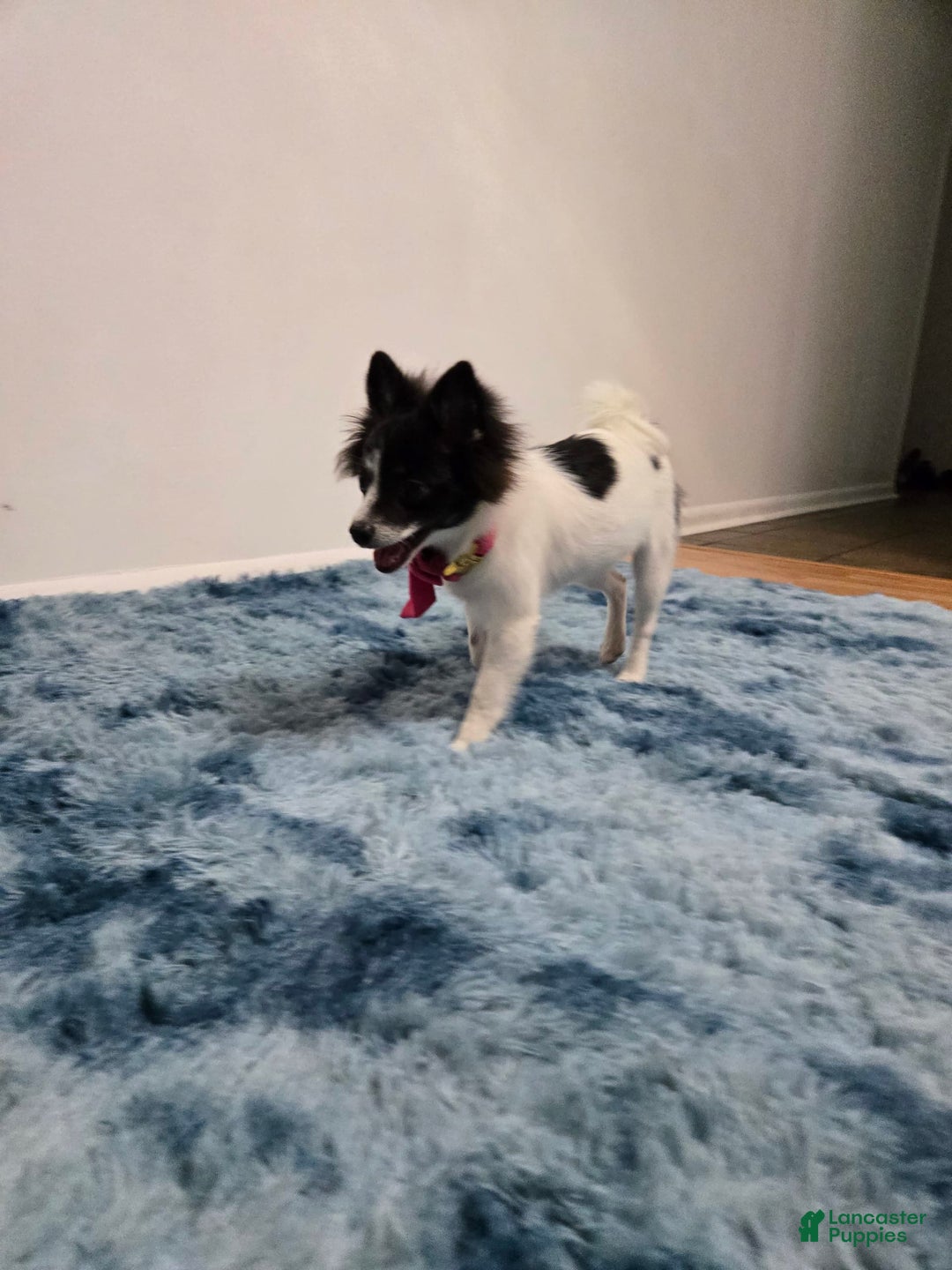 Pomeranian dogs for sale: Mili - Image 6