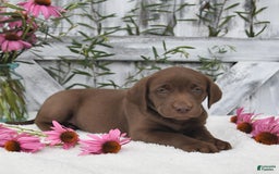 Labrador Retriever dogs for sale: Dixie - Image 5