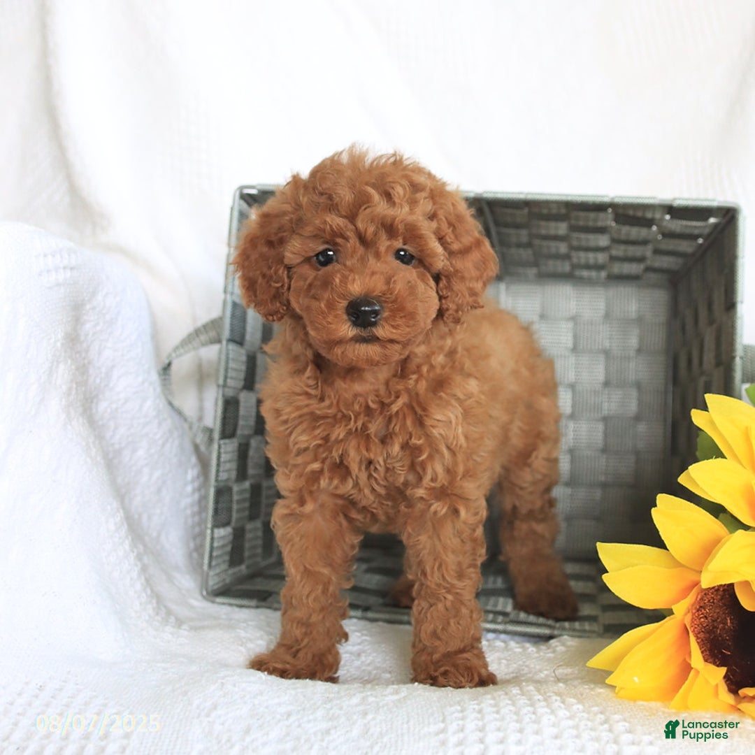 Miniature Poodle dogs for sale: Reba - Image 1