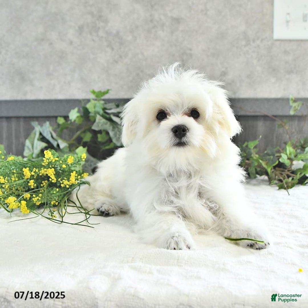 Maltese dogs for sale: Theo - Image 6