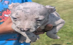 American Bully dogs for sale: Orange Girly - Image 8