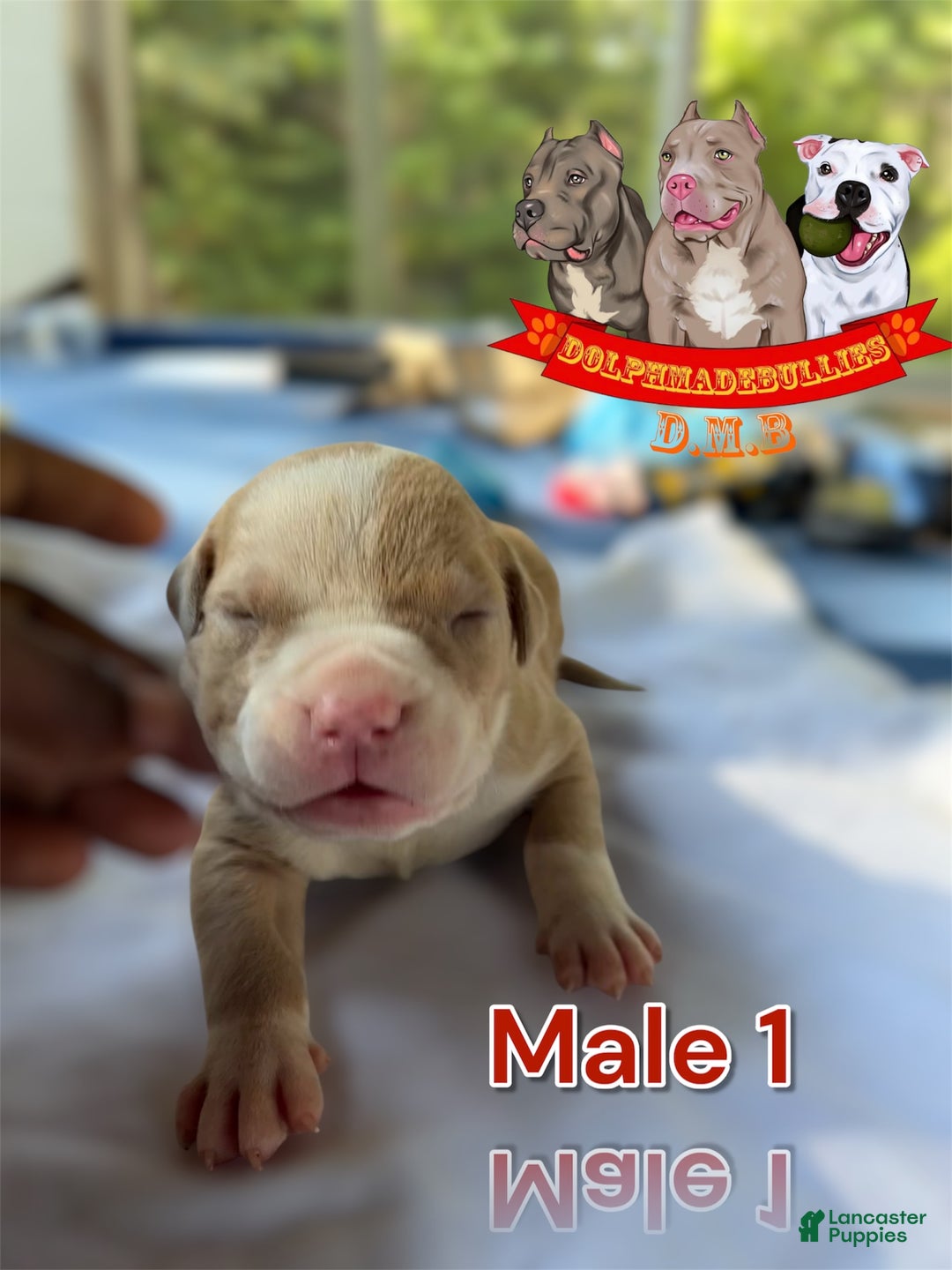 American Bully dogs for sale: American Bully Tri Xl - Image 2