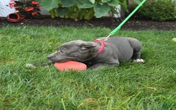Cane Corso dogs for sale: Ocean - Image 7