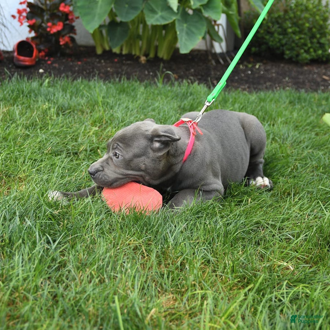 Cane Corso dogs for sale: Ocean - Image 7