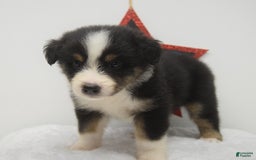 Australian Shepherd dogs for sale: Kal - Image 3