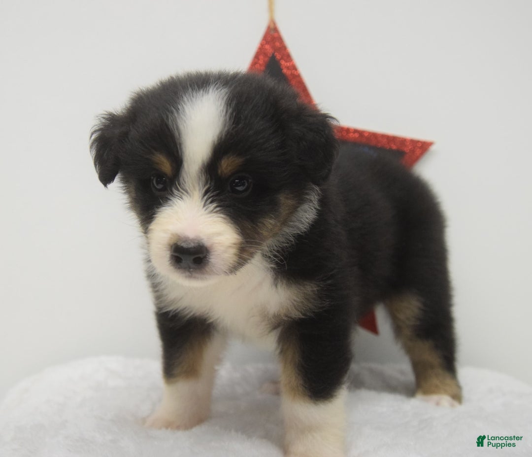 Australian Shepherd dogs for sale: Kal - Image 3
