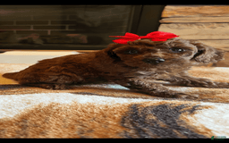 Miniature Poodle dogs for sale: Ruby Red - Image 1