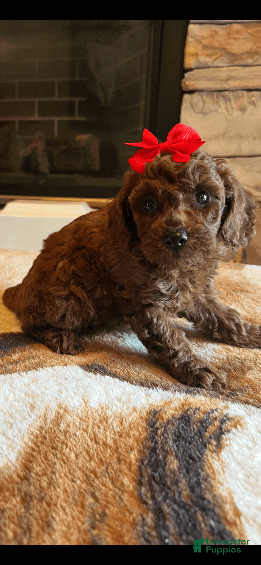 Miniature Poodle dogs for sale: Ruby Red - Image 1