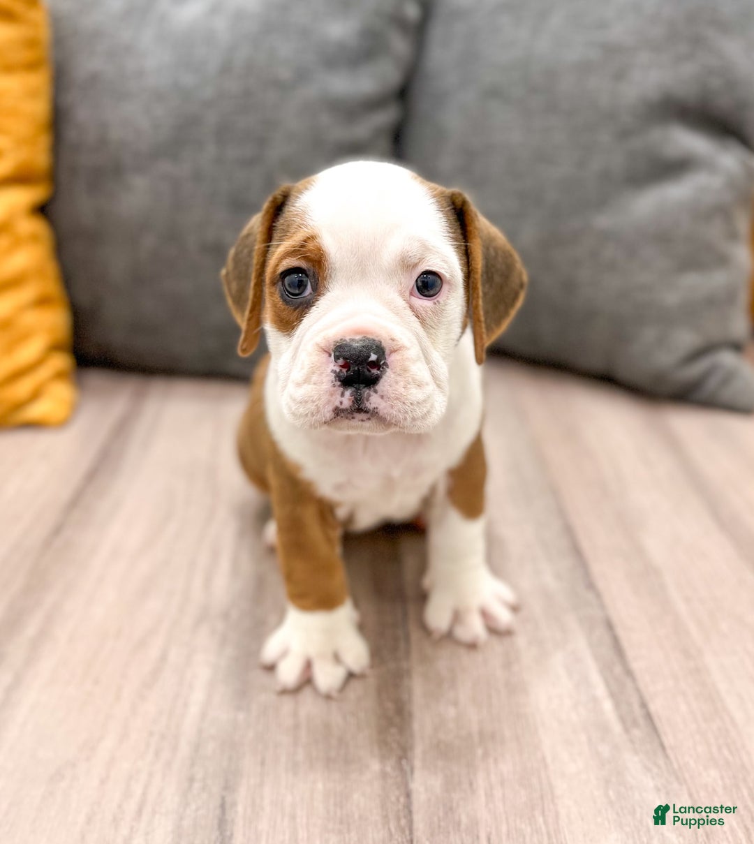 Beabull dogs for sale: Bella - Image 5