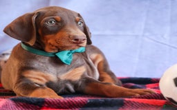 Doberman Pinscher dogs for sale: Doberman Pinscher 3 puppies - Image 4