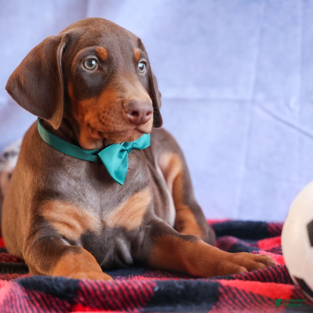 Doberman Pinscher dogs for sale: Doberman Pinscher 3 puppies - Image 4