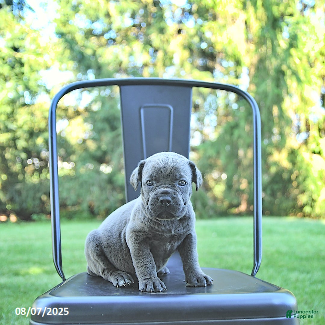 Cane Corso dogs for sale: Sapphire - Image 4