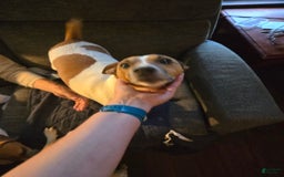Jack Russell Terrier dogs for sale: Zoro - Image 3