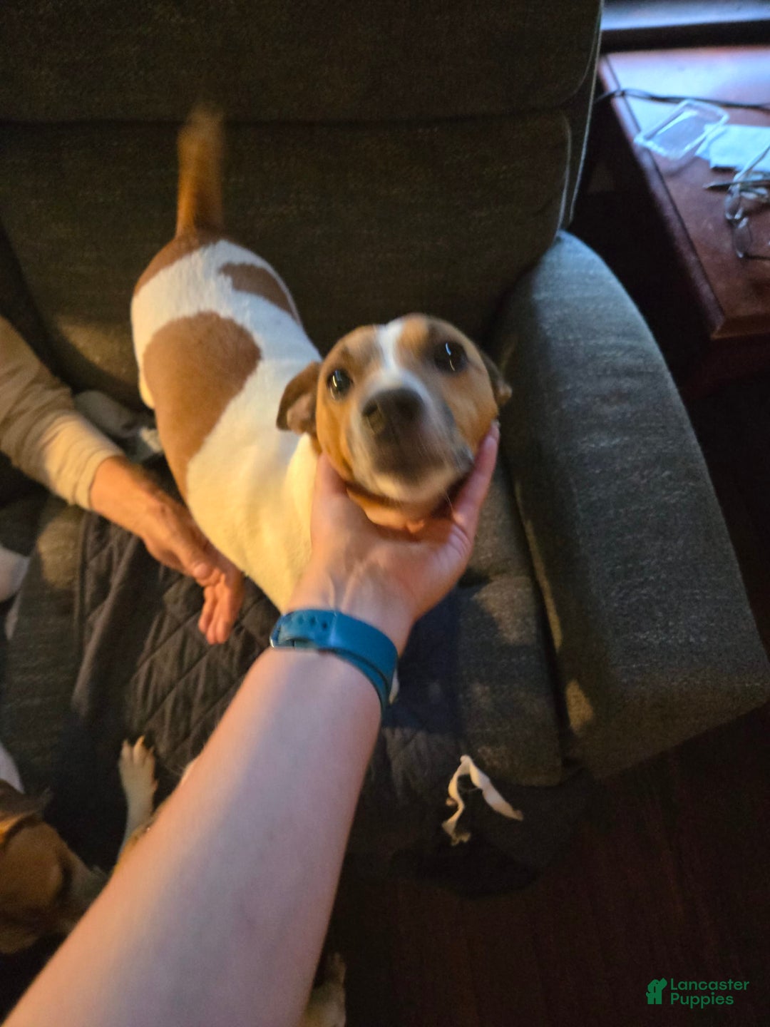 Jack Russell Terrier dogs for sale: Zoro - Image 3