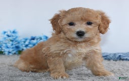 Mini Goldendoodle dogs for sale: Brady - Image 3
