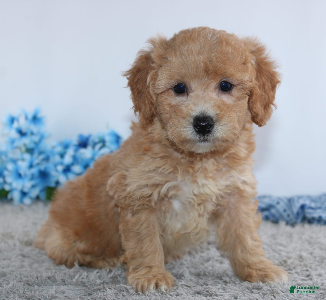 Mini Goldendoodle dogs for sale: Brady - Image 3