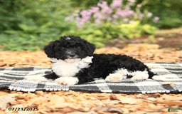Mini Aussiedoodle dogs for sale: Holland - Image 2