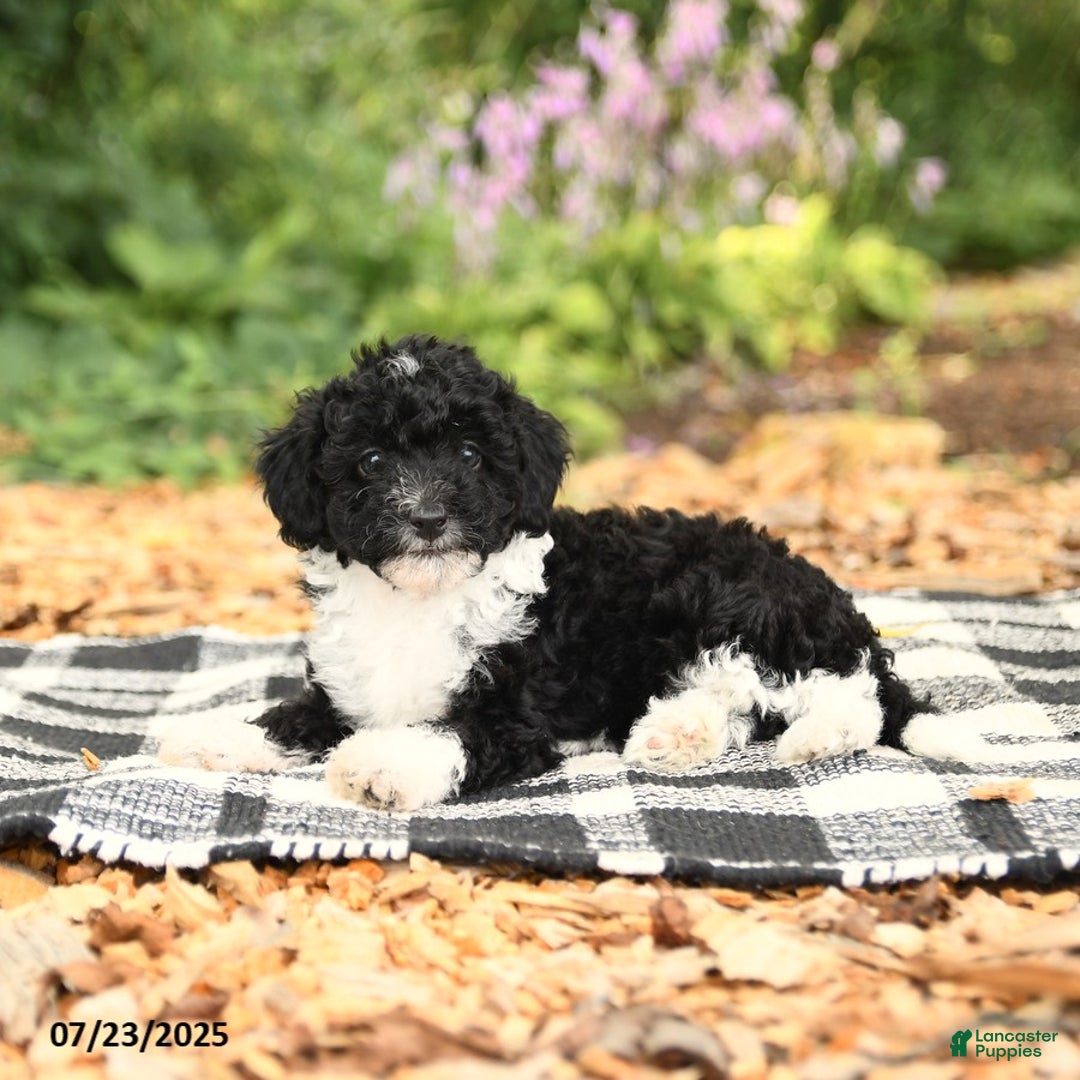 Mini Aussiedoodle dogs for sale: Holland - Image 2