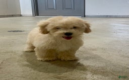Bichpoo dogs for sale: Chase - Image 3