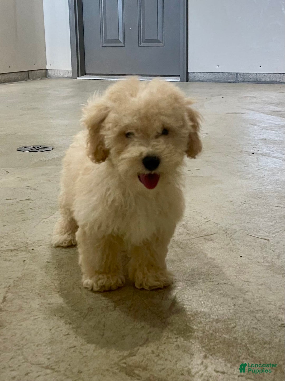 Bichpoo dogs for sale: Chase - Image 3