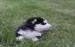 Alaskan Malamute dogs for sale: Breeze - Image 2
