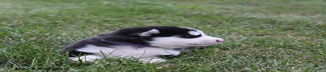 Breeze