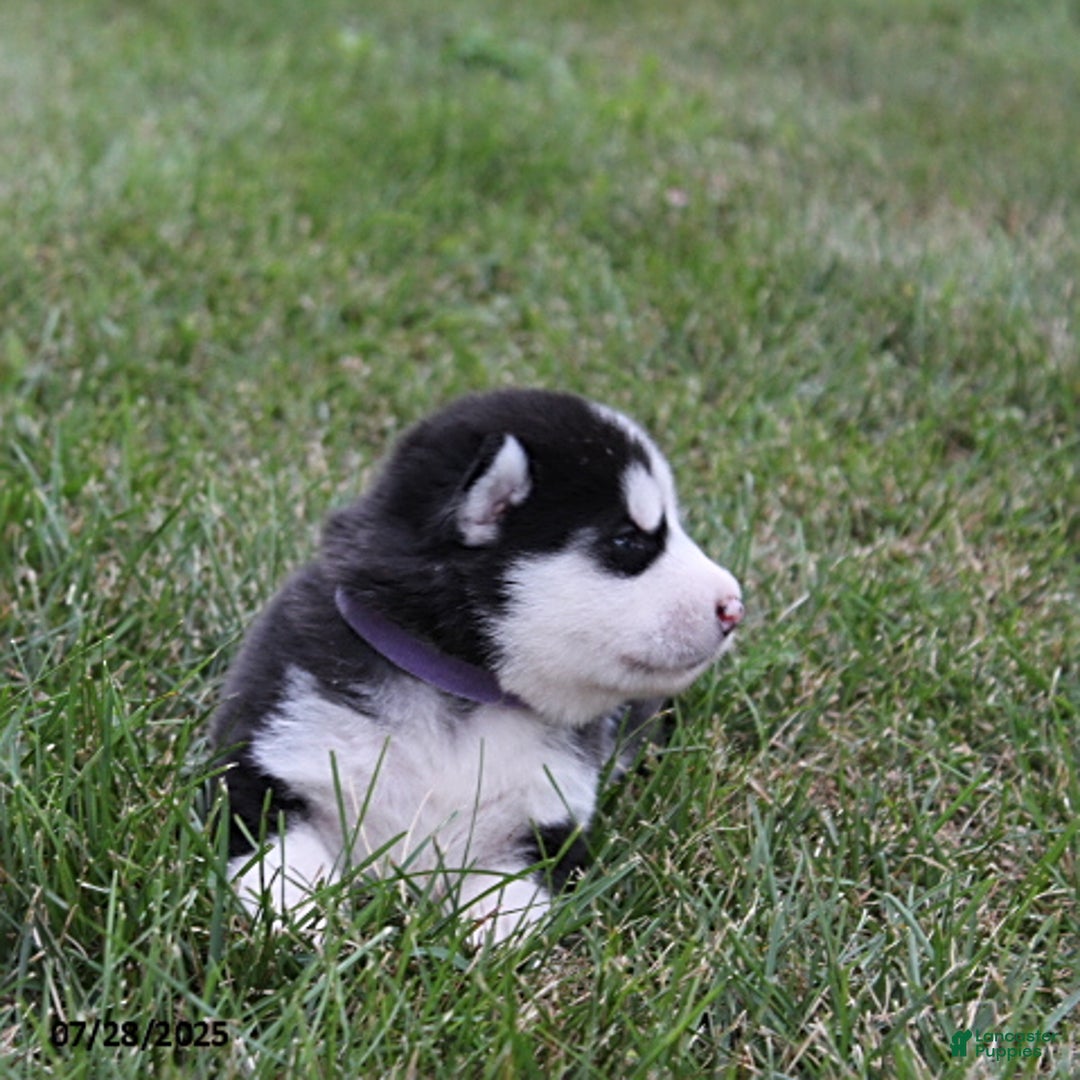 Alaskan Malamute dogs for sale: Breeze - Image 2