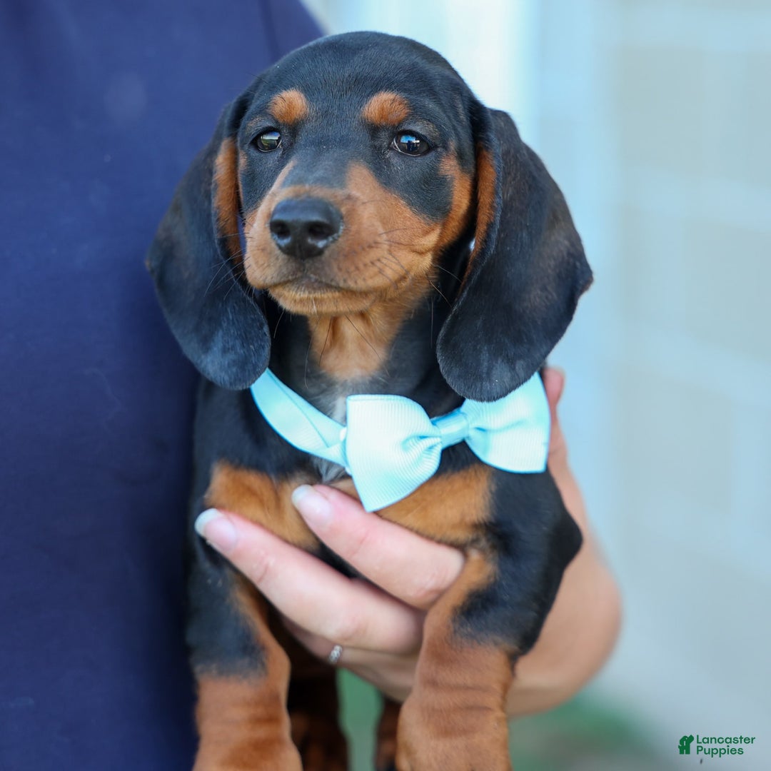 Miniature Dachshund dogs for sale: Sparky - Image 8