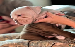 Olde English Bulldogge dogs for sale: Mien - Image 3