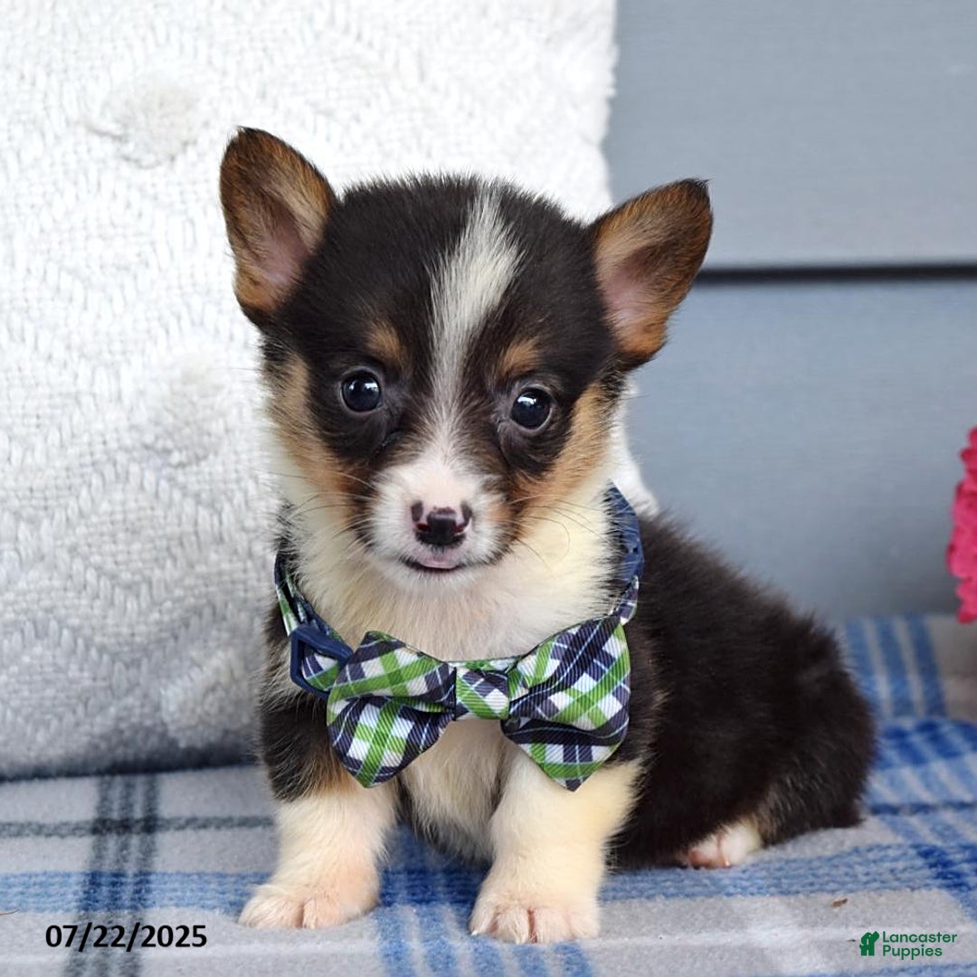 Welsh Corgi Pembroke dogs for sale: Zeke - Image 3