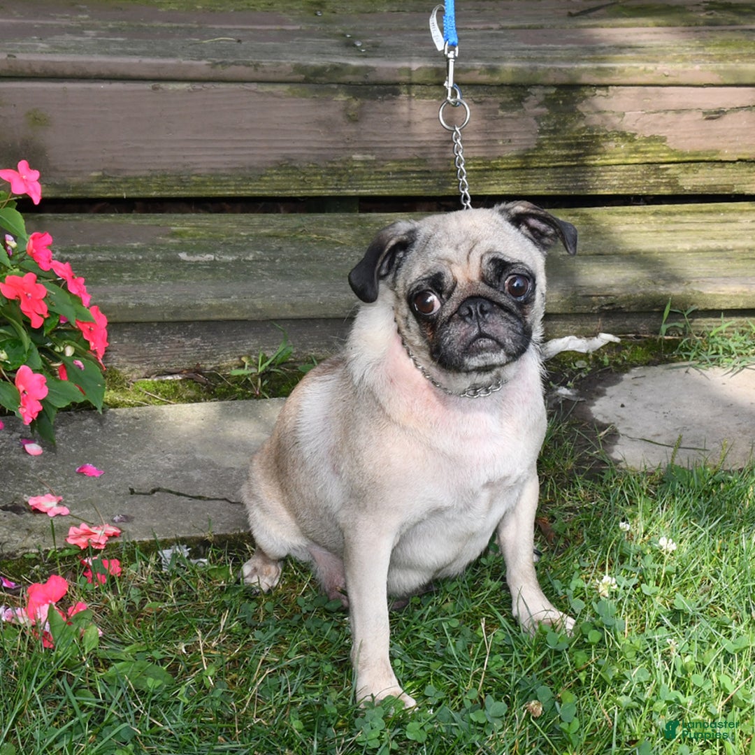 Pug dogs for sale: Buddy - Image 4