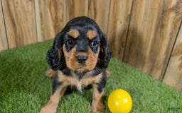 Cavalier King Charles Spaniel dogs for sale: Brin Girl 4 - Image 11