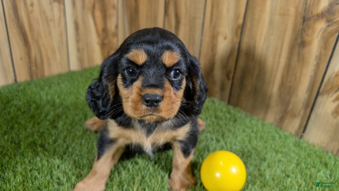 Cavalier King Charles Spaniel dogs for sale: Brin Girl 4 - Image 11