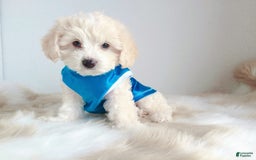 Maltipoo dogs for sale: Tiger - Image 7
