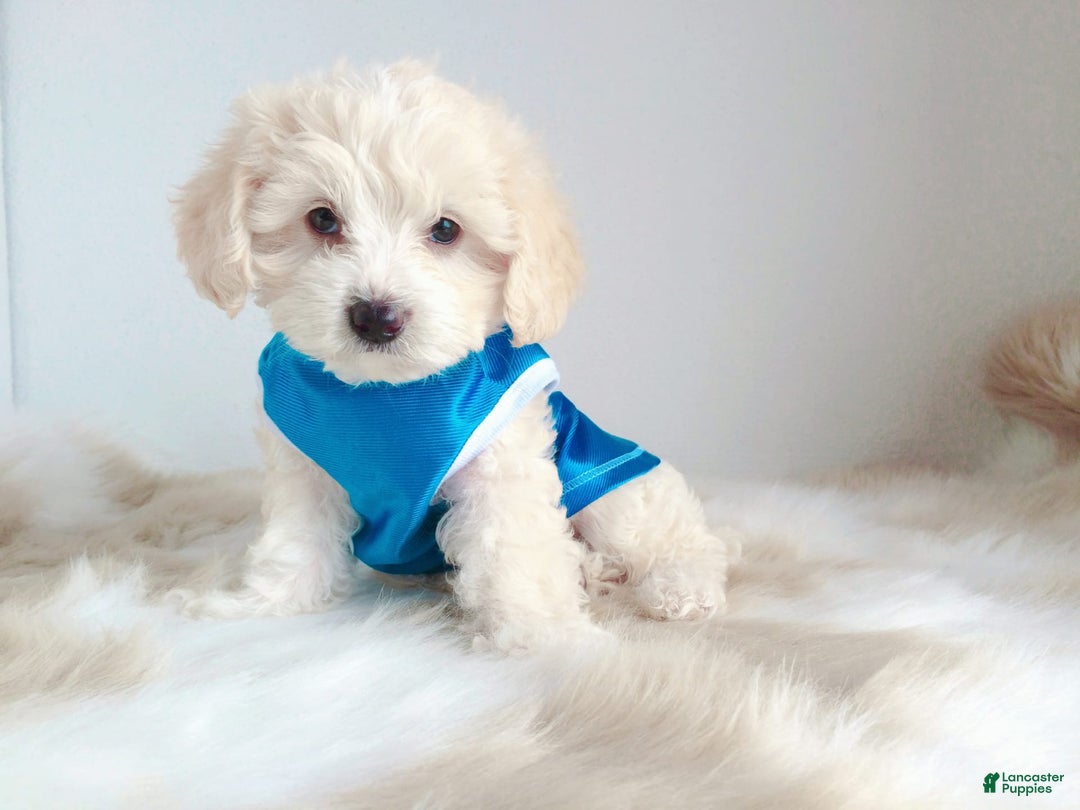 Maltipoo dogs for sale: Tiger - Image 7