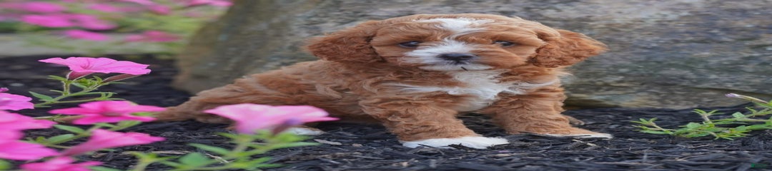 Cody