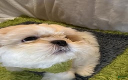 Shih Tzu dogs for sale: Maverick - Image 3