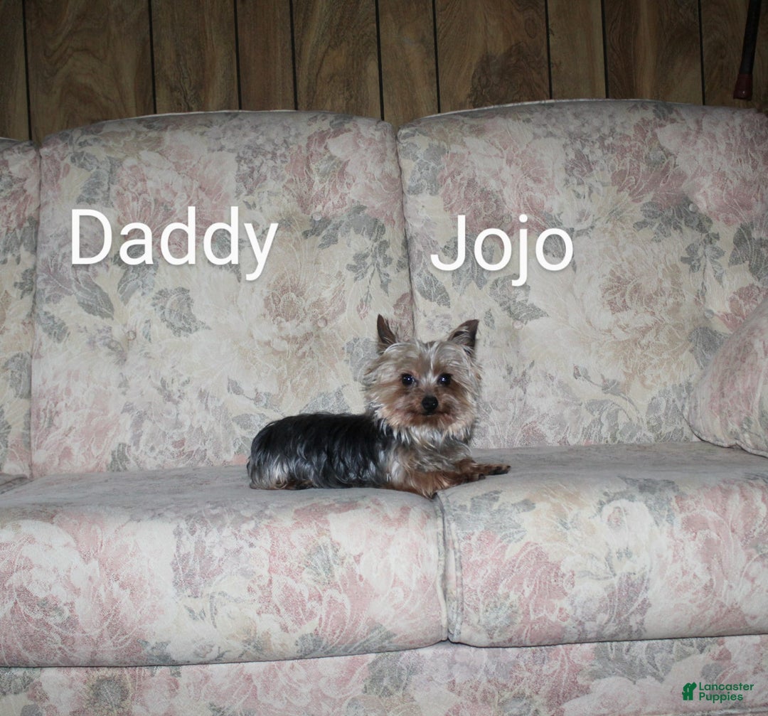 Yorkshire Terrier dogs for sale: Polly - Image 9