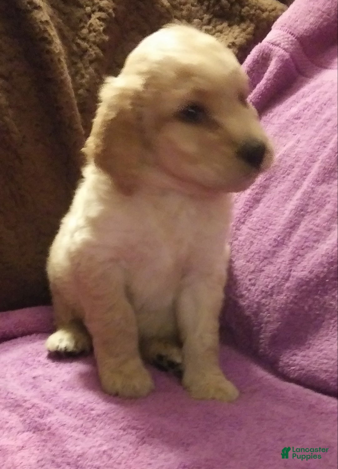 Standard Poodle dogs for sale: Sugar Bun - Image 2