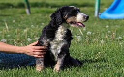 Mini Bernedoodle dogs for sale: Mercedes - Image 9