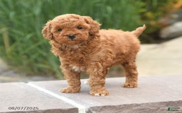 Toy Poodle dogs for sale: Toy Poodle 3 puppies - Image 10