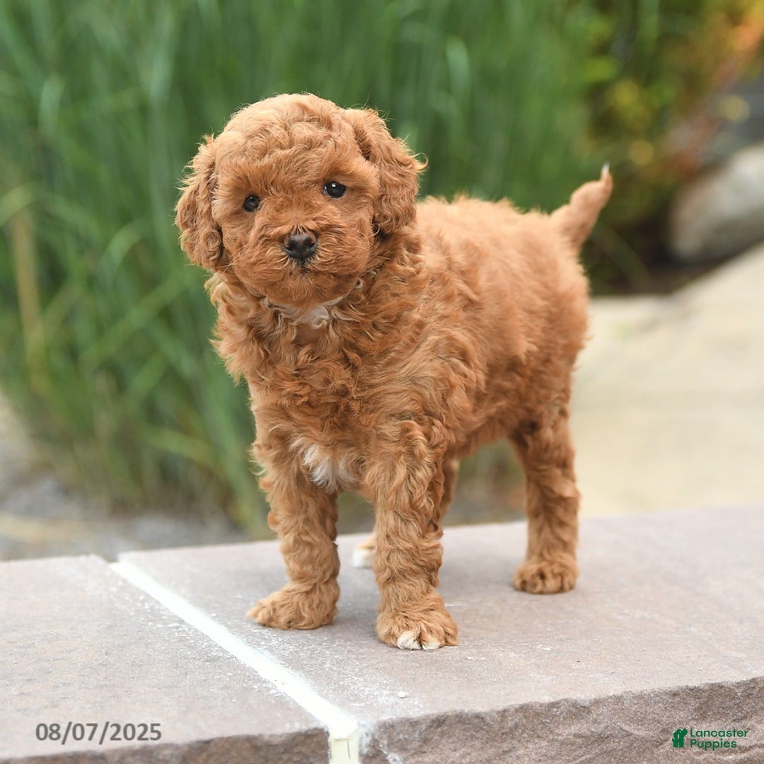 Toy Poodle dogs for sale: Toy Poodle 3 puppies - Image 10