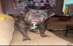 English Bulldog dogs for sale: Skyler - Image 4